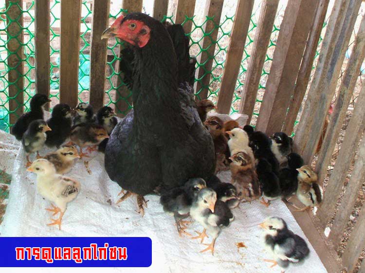 การดูแลลูกไก่