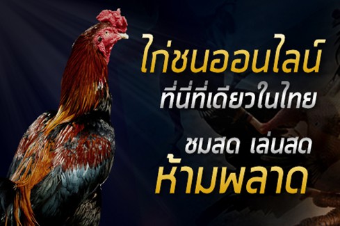 การจัดการในฟาร์มเล่นไก่ชน