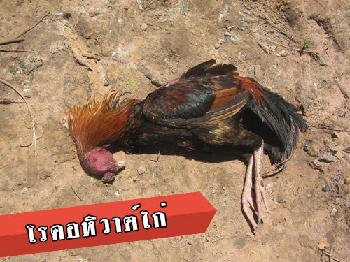 โรคอหิวาต์ในไก่ชนไทย  โรคร้ายที่สังเวยความตายให้ไก่ชน