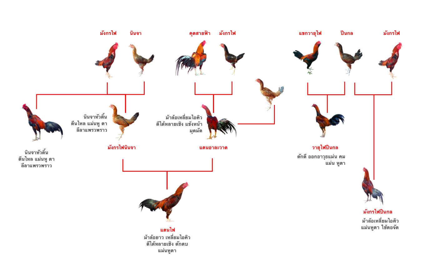 ไก่ชนสายพันธุ์ไหนเก่งที่สุด