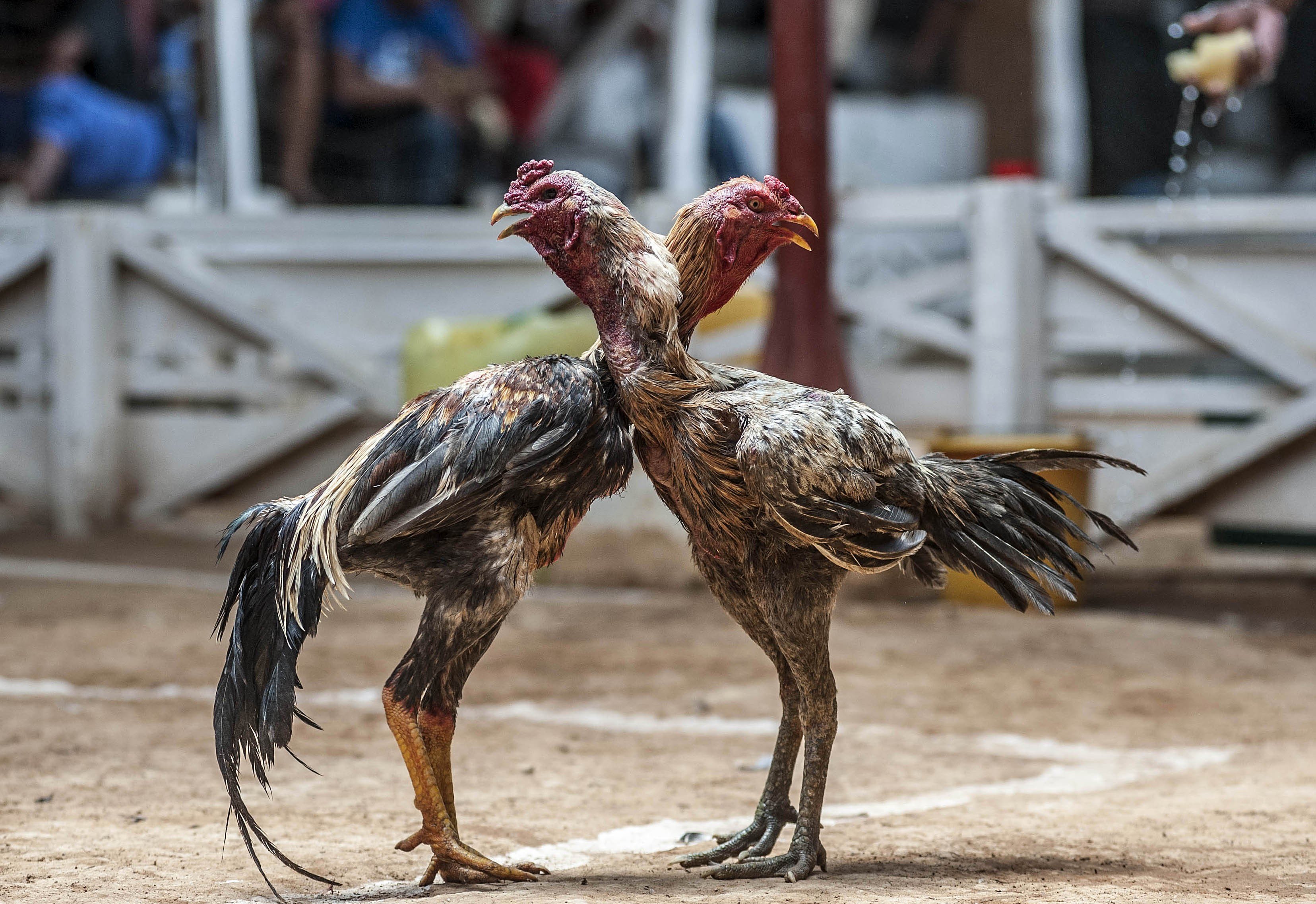 บ่อนไก่ชนถูกกฎหมายเล่นออนไลน์จ่ายจริง