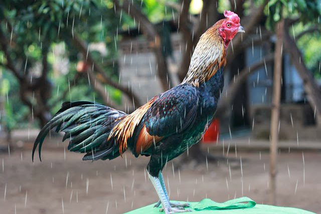 การเลี้ยงไก่ชนกับฤดูฝนที่ต้องระวัง