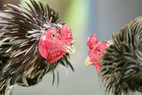 เซียนพนันมือเก๋ากับเว็บไซต์บ่อนไก่ชนออนไลน์