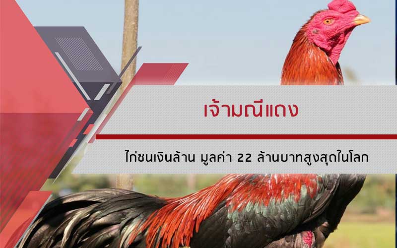 เจ้ามณีแดง ไก่ชนเงินล้าน มูลค่า 22 ล้านบาทสูงสุดในโลก