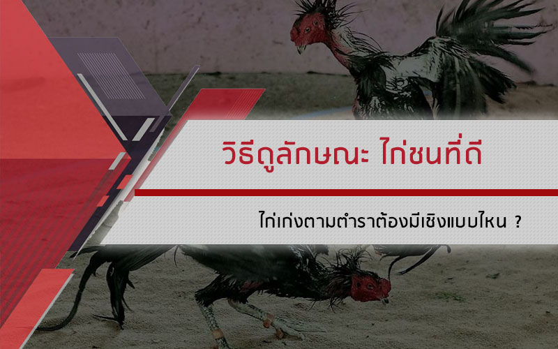 วิธีดู ลักษณะ ไก่ชน ที่ดี ไก่เก่งตามตำรา ต้องมีเชิงไก่ชนแบบไหน