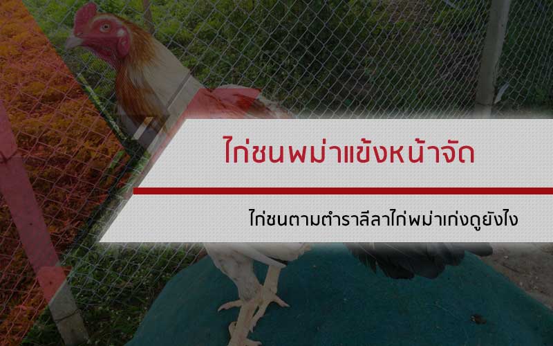 ไก่ชนพม่าแข้งหน้าจัด ไก่ชนตามตำราลีลาไก่พม่าเก่งดูยังไง